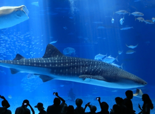 沖縄の海を満喫できる美ら海水族館